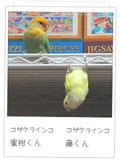 コザクラインコ 蜜柑くん　コザクラインコ 藤くん