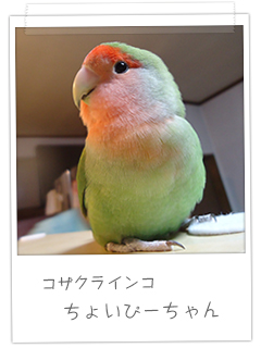 コザクラインコ ちょいぴーちゃん