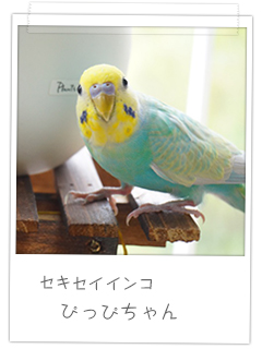 セキセイインコ ぴっぴちゃん