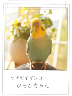 セキセイインコ ぴっぴちゃん