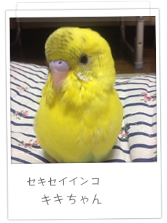 セキセイインコ キキちゃん