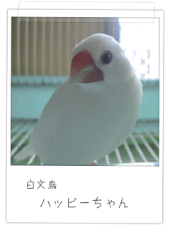 白文鳥 ハッピーちゃん