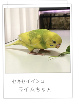 セキセイインコ ライムちゃん