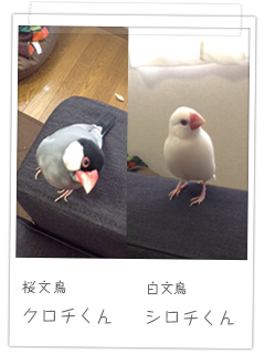 桜文鳥 クロチくん　白文鳥 シロチくん