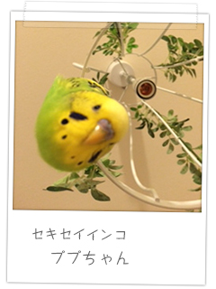 セキセイインコ ププちゃん