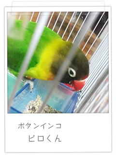 ボタンインコ ピロくん