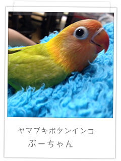 ヤマブキボタンインコ ぶーちゃん