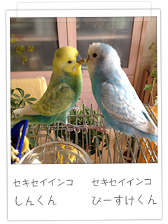 セキセイインコ しんくん　ぴーすけくん