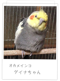 オカメインコ ダイナちゃん