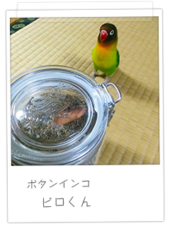 ボタンインコ ピロくん