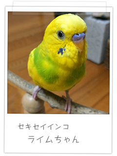 セキセイインコ ライムちゃん