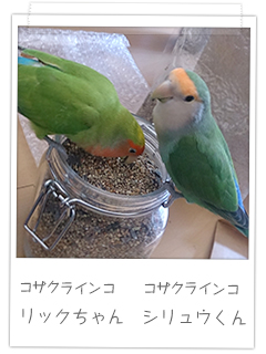 コザクラインコ リックちゃん　シリュウくん