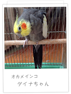 オカメインコ ダイナちゃん