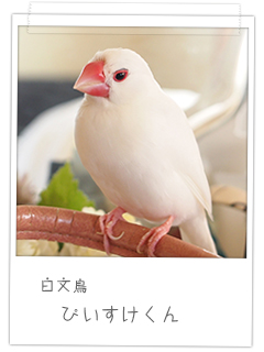 白文鳥 ぴいすけくん