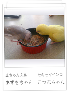 赤ちゃん文鳥 あずきちゃん　セキセイインコ こつぶちゃん