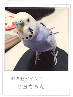 セキセイインコ ヒヨちゃん