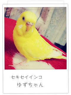 セキセイインコ ゆずちゃん