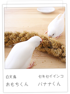 白文鳥 おもちくん　セキセイインコ バナナくん