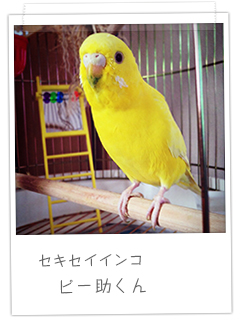 セキセイインコ ピー助くん