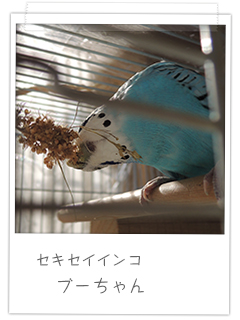 セキセイインコ ブーちゃん