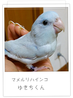 マメルリハインコ ゆきちくん