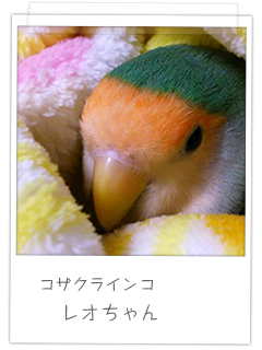 コザクラインコ レオちゃん