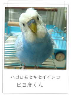 ハゴロモセキセイインコ ピヨ彦くん