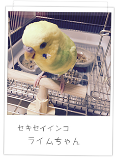 セキセイインコ ライムちゃん