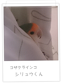 コザクラインコ シリュウくん