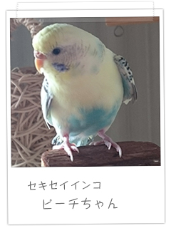 セキセイインコ ピーチちゃん