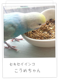 セキセイインコ こうめちゃん