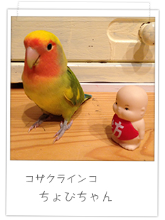 コザクラインコ ちょびちゃん