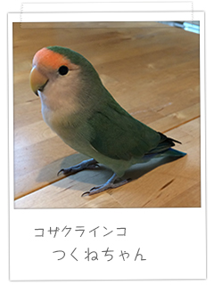 コザクラインコ つくねちゃん