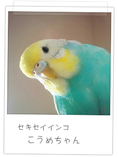 セキセイインコ こうめちゃん