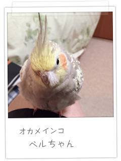 オカメインコ ベルちゃん