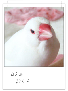 白文鳥 鈴くん