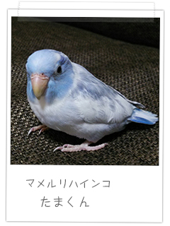 マメルリハインコ たまくん