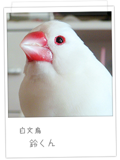 白文鳥 鈴くん