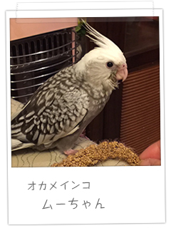 オカメインコ ムーちゃん