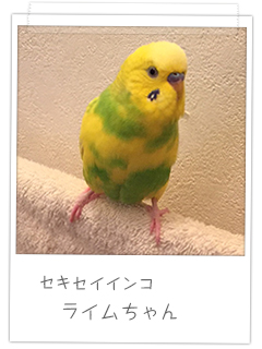 セキセイインコ ライムちゃん