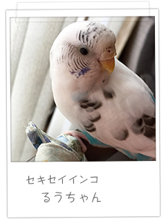 セキセイインコ るうちゃん