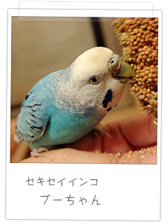 セキセイインコ ブーちゃん