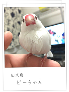 白文鳥 ピーちゃん