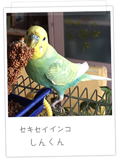 セキセイインコ しんくん