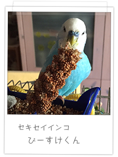 セキセイインコ ぴーすけくん