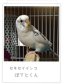 セキセイインコ ぽてとくん