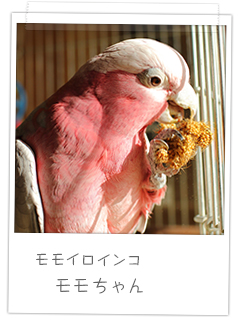 モモイロインコ モモちゃん