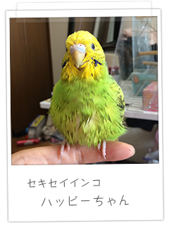 セキセイインコ ハッピーちゃん