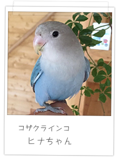 コザクラインコ ヒナちゃん