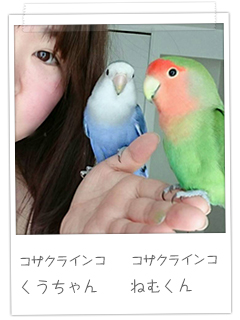 コザクラインコ くうちゃん ねむくん